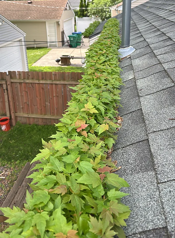 Residential roof gutter heavily clogged with thick autumn leaves and debris needing seasonal cleaning