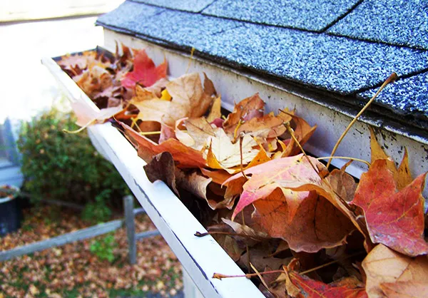 Close-up of a residential rain gutter heavily clogged with dry autumn leaves and debris.