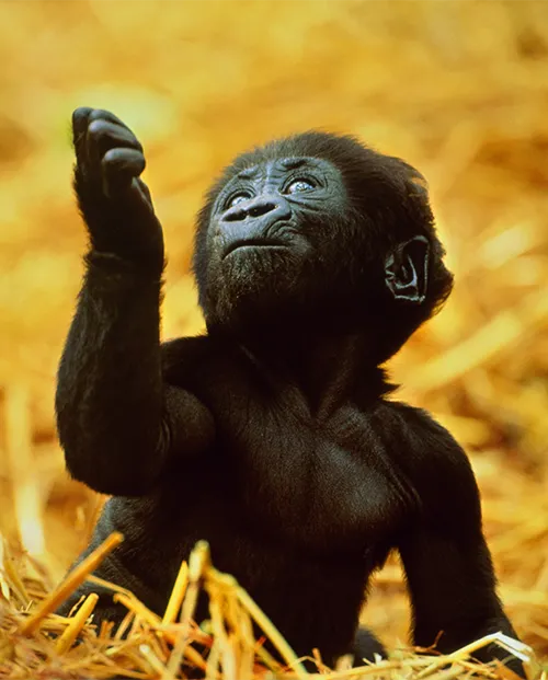 Young infant gorilla sitting in natural outdoor habitat supporting wildlife conservation